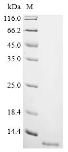Recombinant Escherichia coli Microcin H47 (mchB)