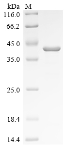 Recombinant Mouse Nidogen-1 (Nid1), partial