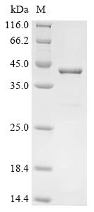 Recombinant Vaccinia virus Pseudokinase OPG198 (B12)