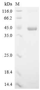 Recombinant Mouse Protein Wnt-5a (Wnt5a)