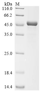 Recombinant Streptococcus pneumoniae serotype 2 Pneumolysin (ply)