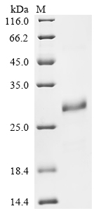 Recombinant Mouse Small proline-rich protein 2E (Sprr2e)
