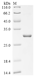 Recombinant Mouse Tolloid-like protein 2 (Tll2), partial