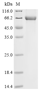 Recombinant Human Leucine-rich repeat serine/threonine-protein kinase 2 (LRRK2), partial