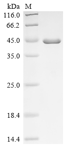 Recombinant Candida albicans Candidapepsin-2 (SAP2) (L273V)