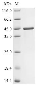 Recombinant Streptococcus phage Cp-1 Lysozyme (CPL1)