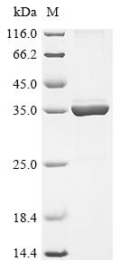 Recombinant Rhizobium meliloti Nodulation protein H (nodH)