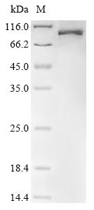 Recombinant Human Lysyl oxidase homolog 3 (LOXL3)