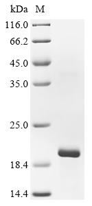 Recombinant Lucilia sericata Lucifensin