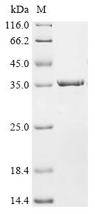 Recombinant Bovine Triosephosphate isomerase (TPI1)