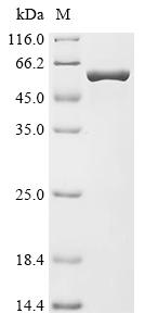 Recombinant Escherichia coli O157:H7 Multicopper oxidase CueO (cueO)