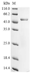 Recombinant Mouse Angiopoietin-related protein 4 (Angptl4)