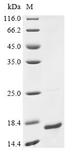 Recombinant Human Prostaglandin E2 receptor EP3 subtype (PTGER3), partial