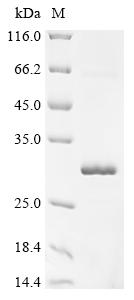 Recombinant Monkeypox virus Cu-Zn superoxide dismutase-like protein (A46R)