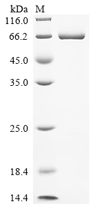 Recombinant Human Signal transducer and activator of transcription 3 (STAT3), partial