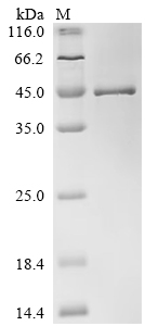 Recombinant Human Lipoyltransferase 1, mitochondrial (LIPT1)