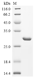 Recombinant Clostridium botulinum C phage Hemagglutinin components HA-70 type C (HA-70), partial