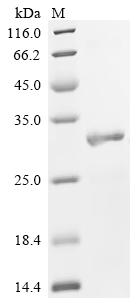 Recombinant Mouse Tolloid-like protein 2 (Tll2), partial