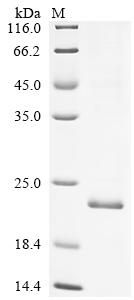 Recombinant Dog Lysozyme C, milk isozyme