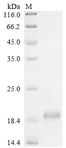 Recombinant Human Inhibin beta E chain (INHBE)