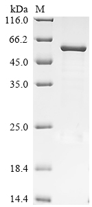 Recombinant Bovine F-box only protein 39 (FBXO39)