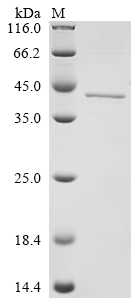 Recombinant Human Protein ABHD11 (ABHD11)