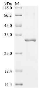 Recombinant Human Ras-related and estrogen-regulated growth inhibitor-like protein (RERGL)
