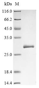 Recombinant Helicobacter pylori LPP20 lipoprotein (lpp20)
