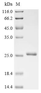 Recombinant Clostridium botulinum Hemagglutinin component of the neurotoxin complex (ha17)