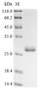 Recombinant Nepenthes distillatoria Aspartic proteinase nepenthesin-1 (X20S,X45S,X48S,X51S,X53S,X98S,X107S), partial