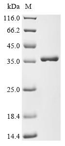 Recombinant Escherichia coli Nucleoside-specific channel-forming protein tsx (tsx)
