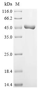 Recombinant Mouse NAD (+) hydrolase SARM1 (Sarm1), partial