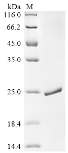Recombinant Pig Myoglobin (MB)