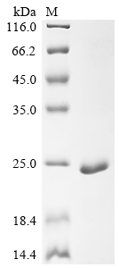 Recombinant Dog Myoglobin (MB)