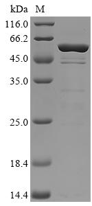 Recombinant C5a peptidase (scpA), partial