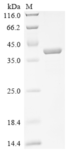 Recombinant Human Endoplasmic reticulum metallopeptidase 1 (ERMP1), partial