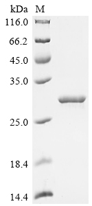 Recombinant Human Integrin alpha-L (ITGAL), partial