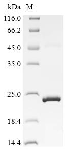 Recombinant Sheep Bone morphogenetic protein 15 (BMP15)