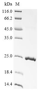 Recombinant Sheep Growth/differentiation factor 9 (GDF9)