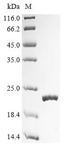 Recombinant Mouse T-cell leukemia/lymphoma protein 1A (Tcl1a)