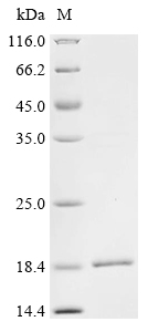 Recombinant Sendai virus Fusion glycoprotein F0 (F), partial
