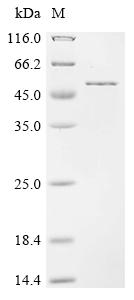 Recombinant Hordeum vulgare Nucleotide pyrophosphatase/phosphodiesterase (npp)