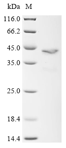 Recombinant Vespula vulgaris Phospholipase A1