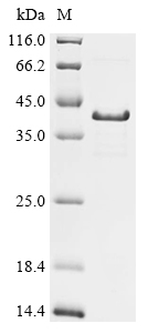 Recombinant Mesocricetus auratus Syndecan-1 (SDC1), partial