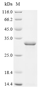 Recombinant Mesocricetus auratus Interleukin-1 (Il1a)