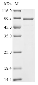 Recombinant Mesocricetus auratus Neuropilin (Nrp1), partial