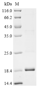 Recombinant Mesocricetus auratus Interferon gamma (IFNG)