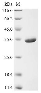 Recombinant Human ELAV-like protein 1 (ELAVL1)