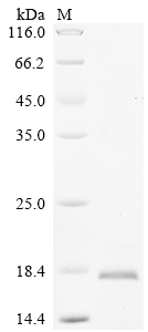 Recombinant Rat Hepcidin (Hamp), partial