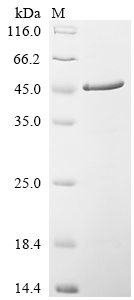 Recombinant Human Hepatoma-derived growth factor (HDGF)